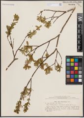 Foto von Salix chlorostachya Turcz.